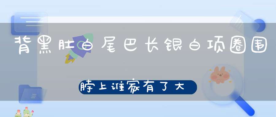 背黑肚白尾巴长，银白项圈围脖上，谁家有了大喜事，它就飞来报吉祥。 （猜一动物）