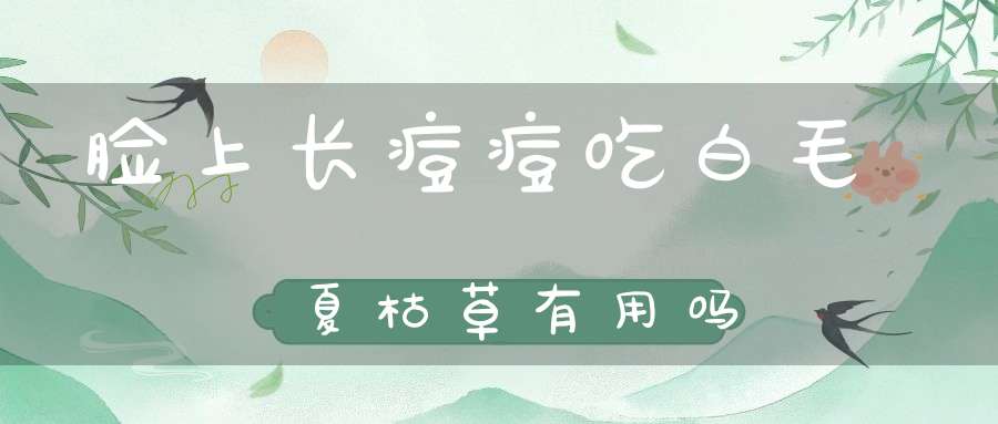 脸上长痘痘吃白毛夏枯草有用吗？