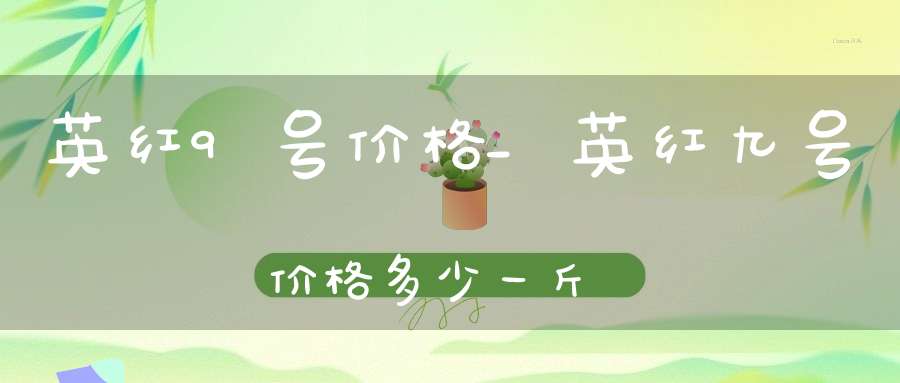 英红9号价格_英红九号价格多少一斤