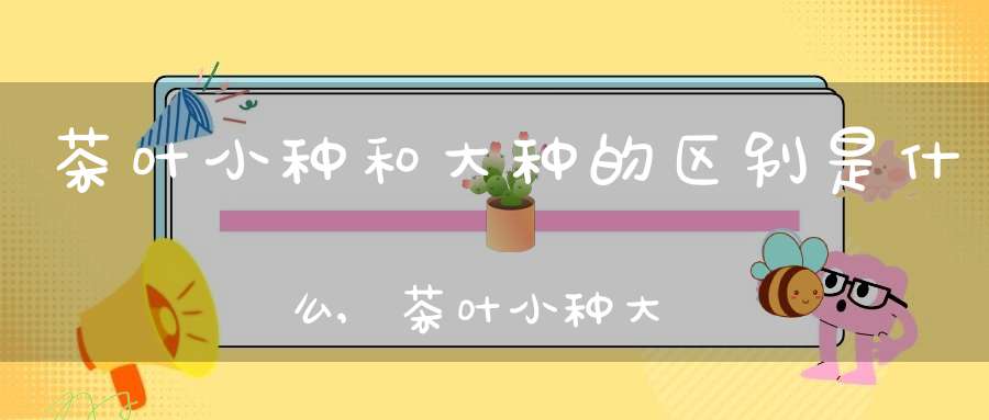 茶叶小种和大种的区别是什么,茶叶小种大种什么意思