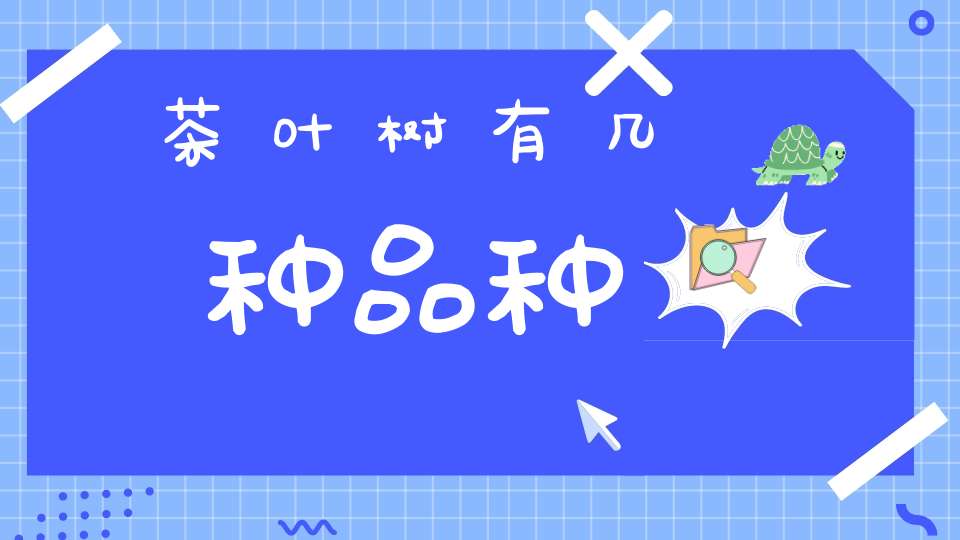 茶叶树有几种品种