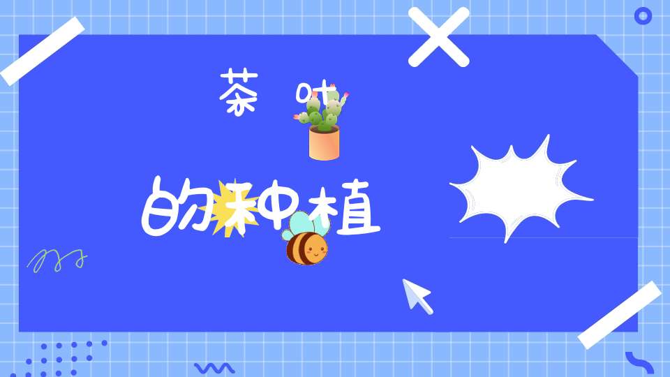 茶叶的种植