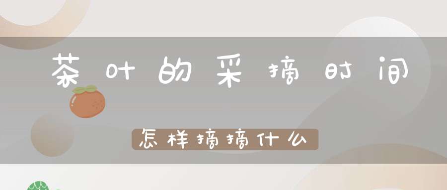 茶叶的采摘时间怎样摘摘什么