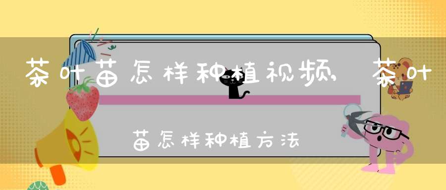 茶叶苗怎样种植视频,茶叶苗怎样种植方法
