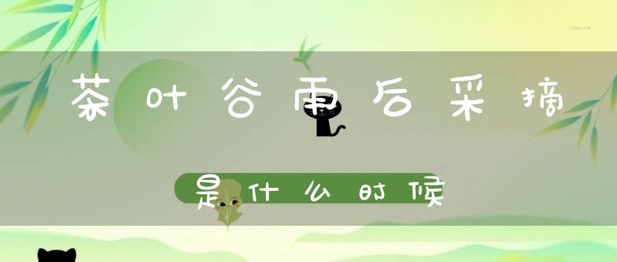 茶叶谷雨后采摘是什么时候