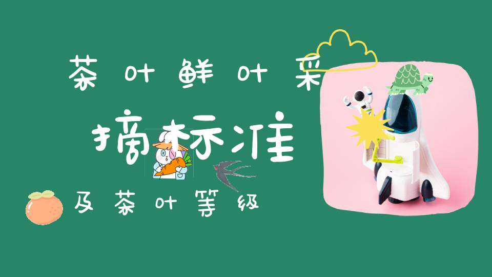 茶叶鲜叶采摘标准及茶叶等级