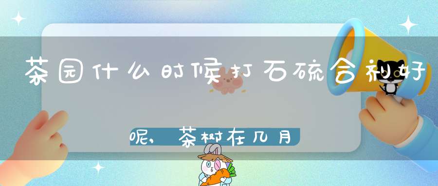茶园什么时候打石硫合剂好呢,茶树在几月份打石硫合剂