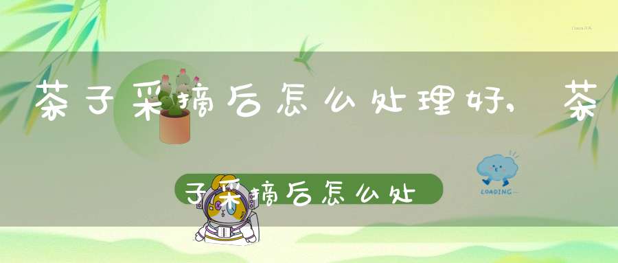茶子采摘后怎么处理好,茶子采摘后怎么处理最好