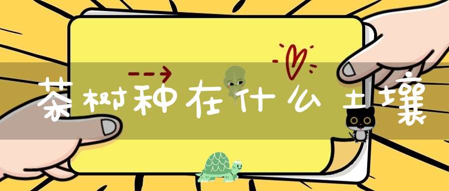 茶树种在什么土壤