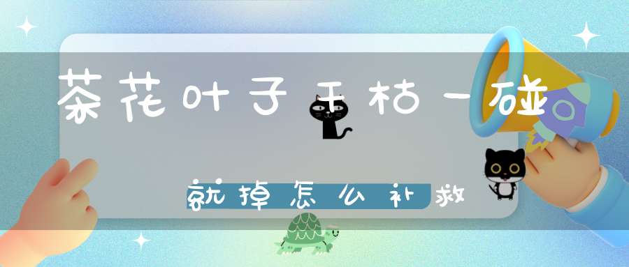 茶花叶子干枯一碰就掉怎么补救