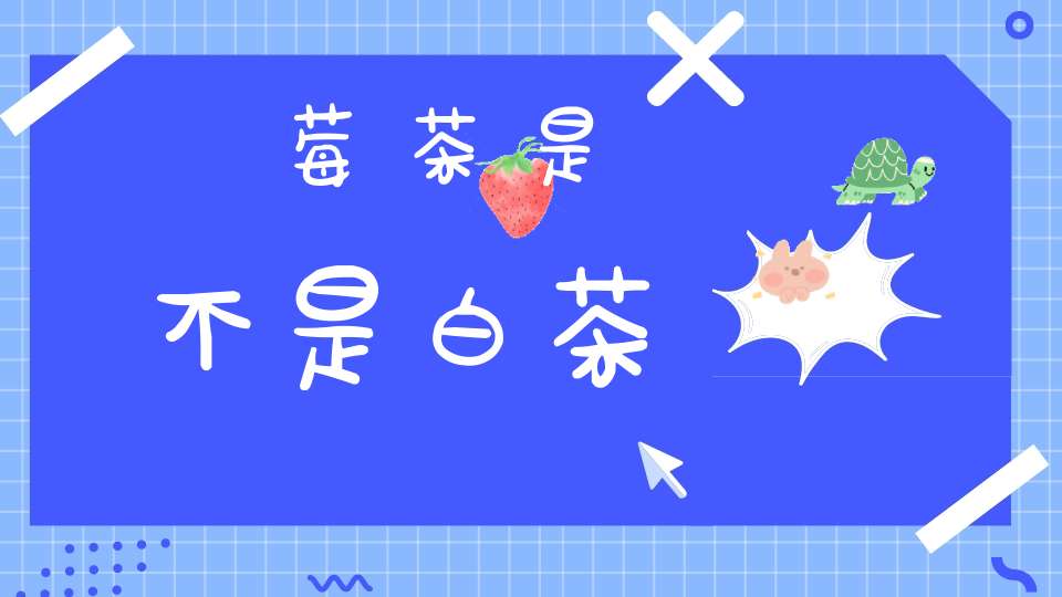 莓茶是不是白茶