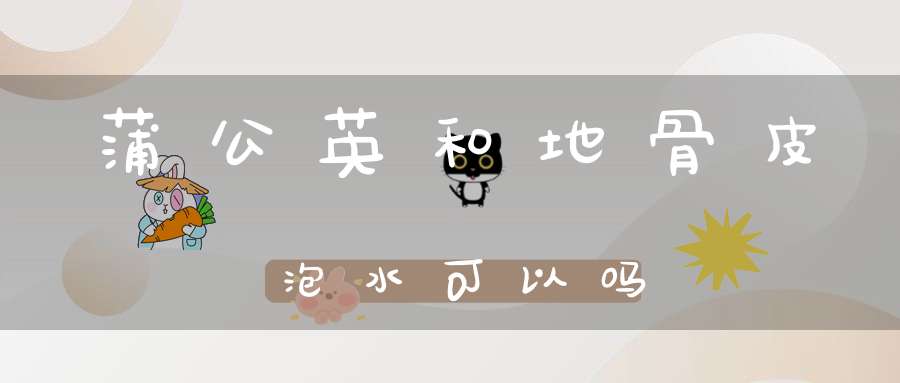 蒲公英和地骨皮泡水可以吗？