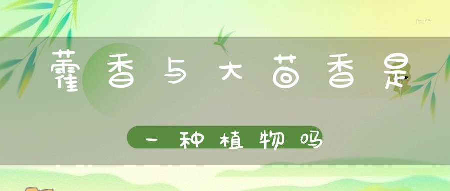 藿香与大茴香是一种植物吗？