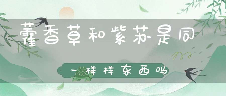 藿香草和紫苏是同一样样东西吗？