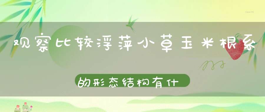 观察比较浮萍小草玉米根系的形态结构有什么不同？