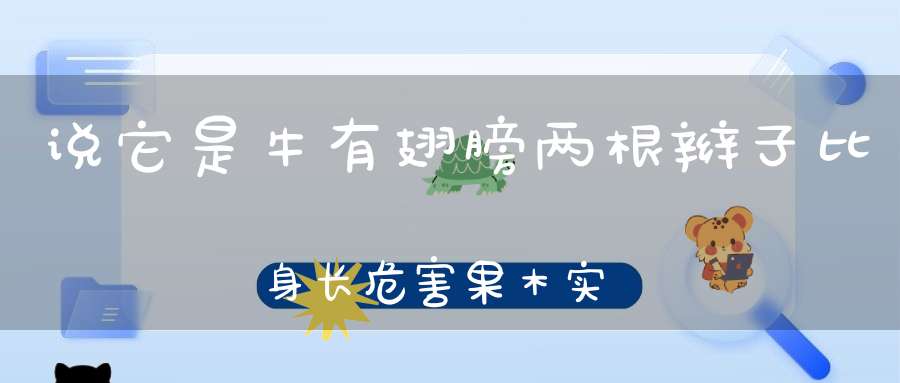 说它是牛有翅膀，两根辫子比身长，危害果木实在坏，人们叫它锯树郎。 （猜一动物）