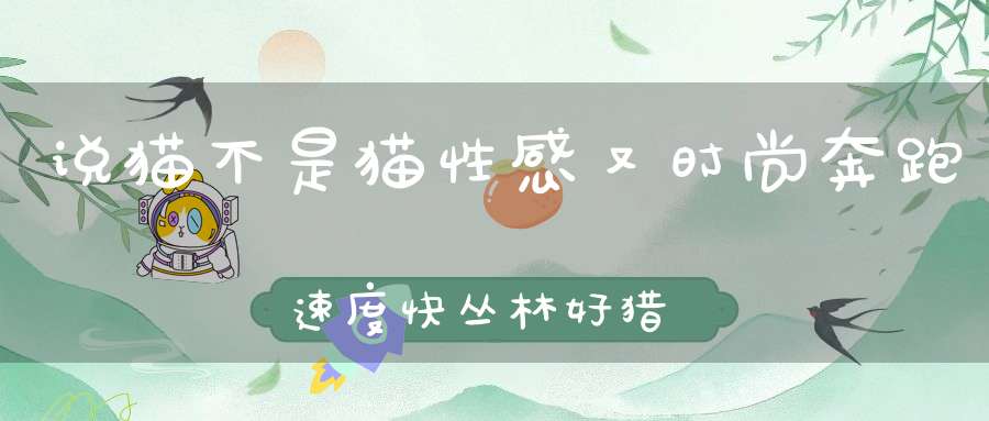 说猫不是猫，性感又时尚，奔跑速度快，丛林好猎手。 （猜一动物）
