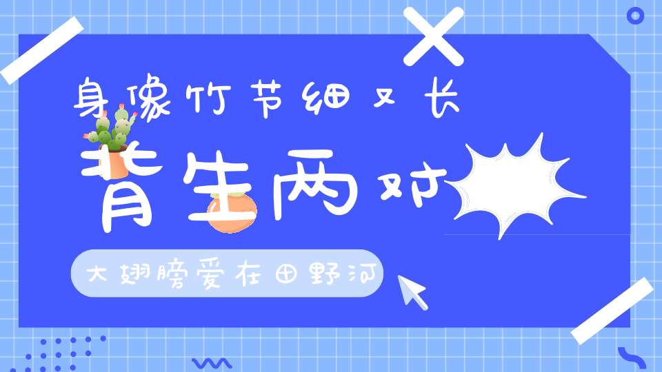 身像竹节细又长，背生两对大翅膀，爱在田野河边飞，来来往往捉虫忙。 （猜一动物）