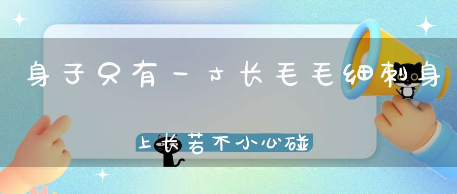 身子只有一寸长，毛毛细刺身上长，若不小心碰到手，哎哟疼得准喊娘。 （猜一动物）