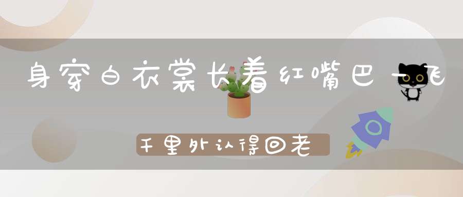 身穿白衣裳，长着红嘴巴，一飞千里外，认得回老家。 （猜一动物）
