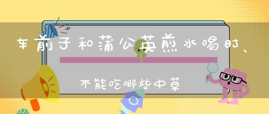 车前子和蒲公英煎水喝时、不能吃哪些中草药？