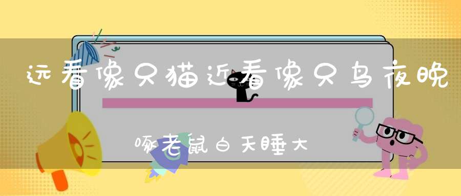 远看像只猫，近看像只鸟，夜晚啄老鼠，白天睡大觉（打一动物）