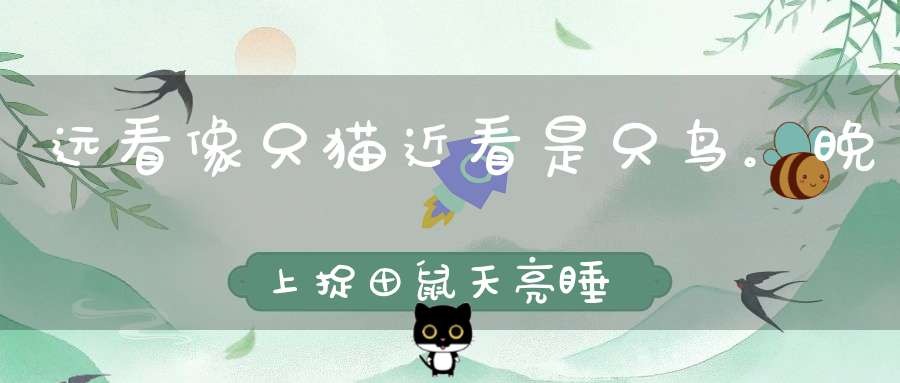 远看像只猫，近看是只鸟。晚上捉田鼠，天亮睡大觉（打一动物）