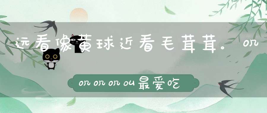 远看像黄球，近看毛茸茸。叽叽叽叽叫，最爱吃小虫（打一动物）