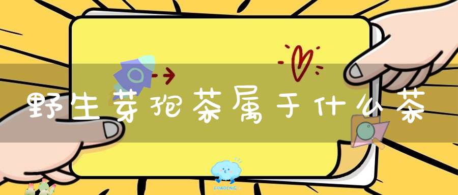 野生芽孢茶属于什么茶