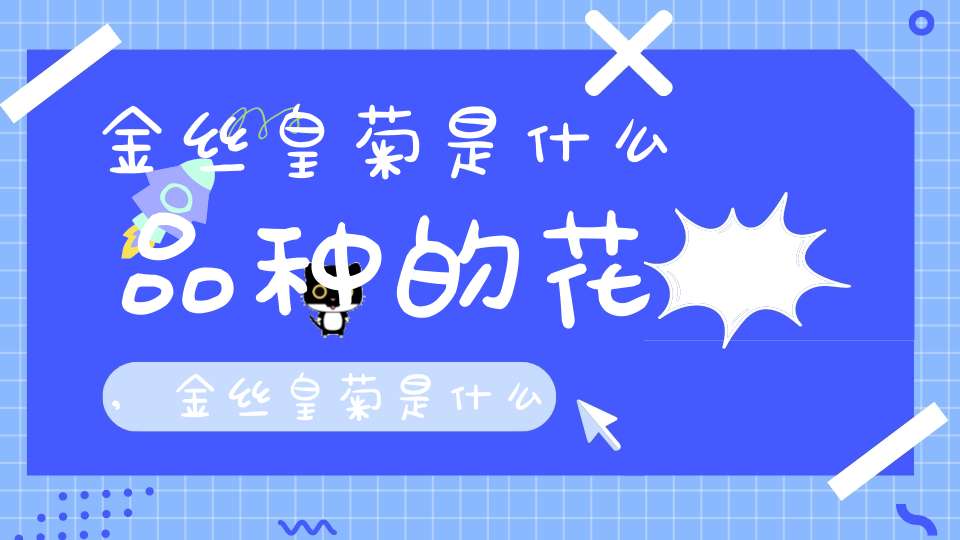 金丝皇菊是什么品种的花,金丝皇菊是什么菊