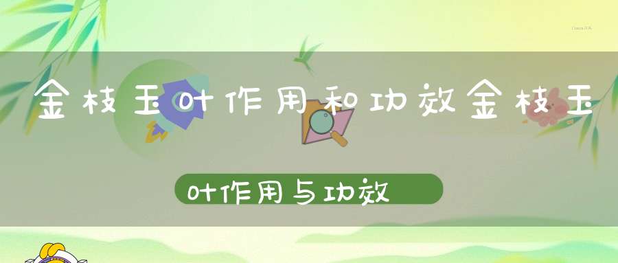 金枝玉叶作用和功效金枝玉叶作用与功效