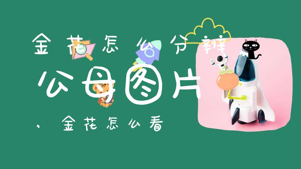 金花怎么分辨公母图片,金花怎么看