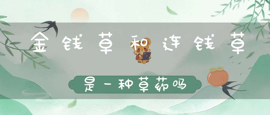 金钱草和连钱草是一种草药吗？