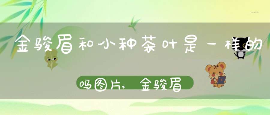 金骏眉和小种茶叶是一样的吗图片,金骏眉与小种茶的区别