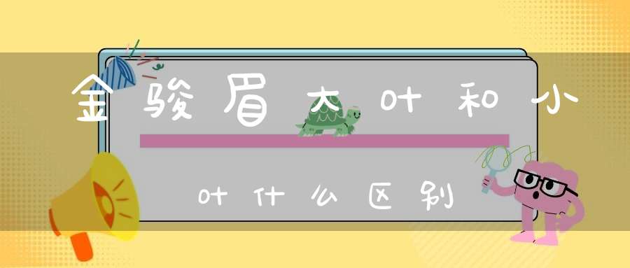 金骏眉大叶和小叶什么区别
