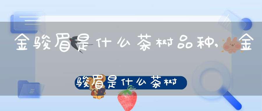 金骏眉是什么茶树品种,金骏眉是什么茶树做的