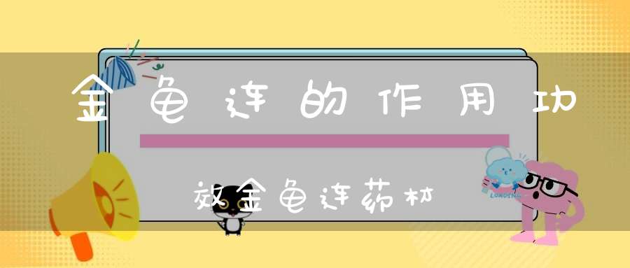 金龟连的作用功效金龟连药材