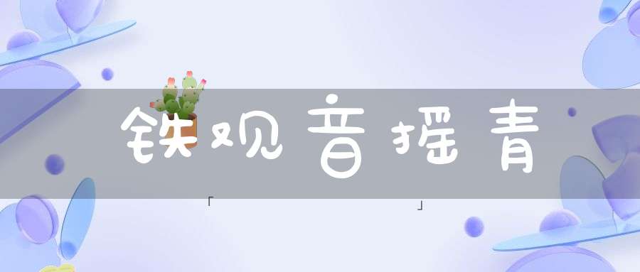 铁观音摇青