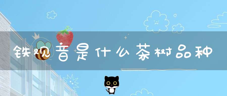 铁观音是什么茶树品种