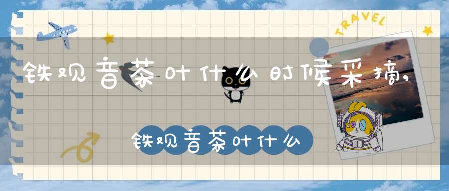 铁观音茶叶什么时候采摘,铁观音茶叶什么时候采最好喝