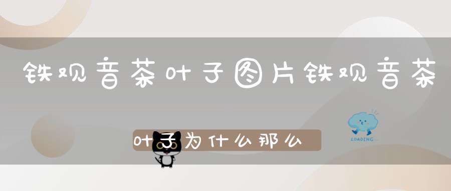 铁观音茶叶子图片铁观音茶叶子为什么那么大又卷