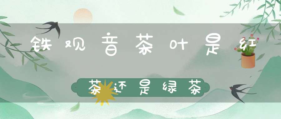 铁观音茶叶是红茶还是绿茶