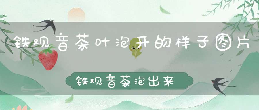 铁观音茶叶泡开的样子图片铁观音茶泡出来的样子