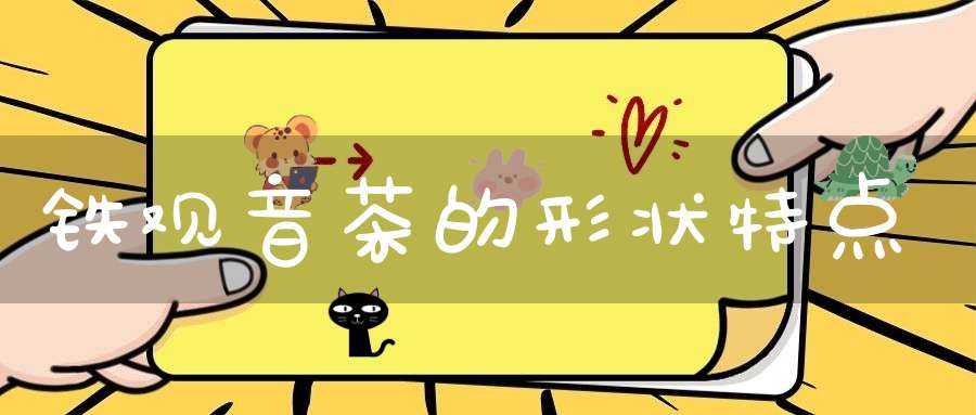 铁观音茶的形状特点