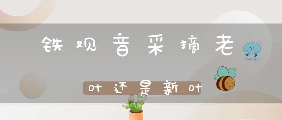 铁观音采摘老叶还是新叶