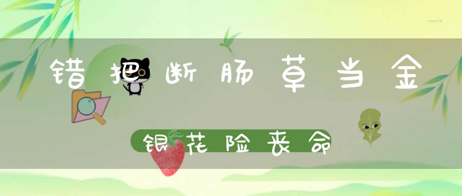 错把断肠草当金银花险丧命