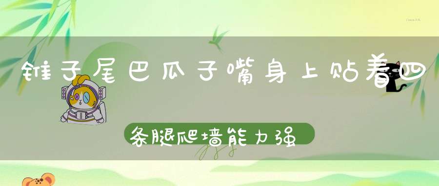 锥子尾巴瓜子嘴，身上贴着四条腿，爬墙能力强。 （猜一动物）