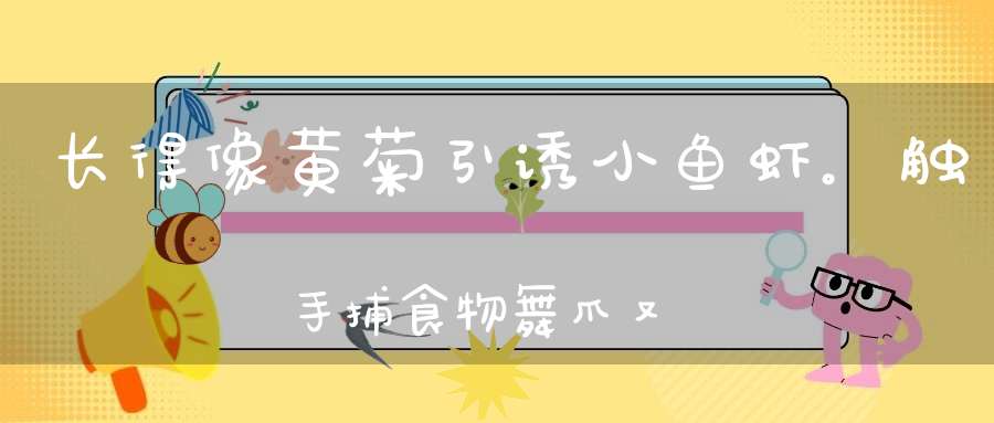 长得像黄菊，引诱小鱼虾。触手捕食物，舞爪又张牙（打一动物）