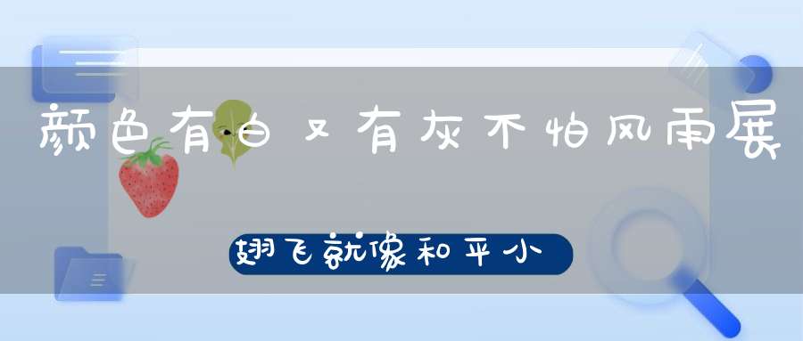 颜色有白又有灰，不怕风雨展翅飞，就像和平小天使，帮人捎信不怕累。 （猜一动物）