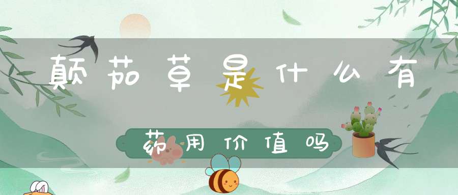 颠茄草是什么？有药用价值吗？